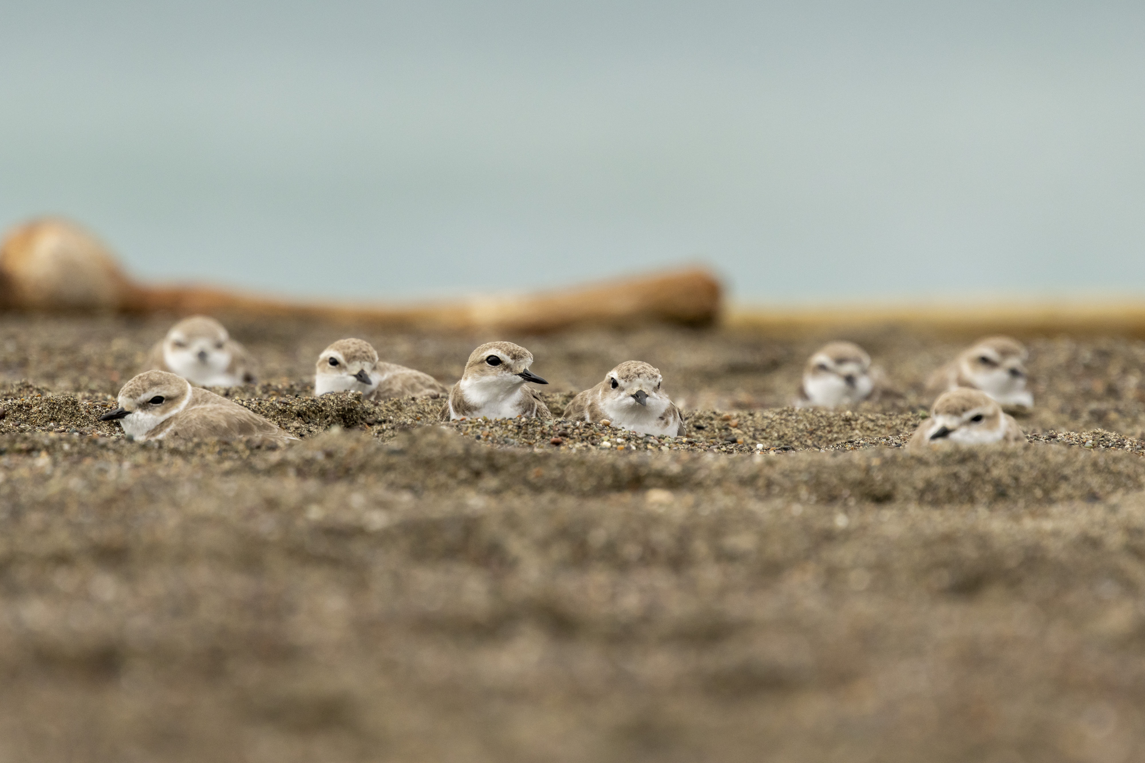 Snowy Plovers in sand