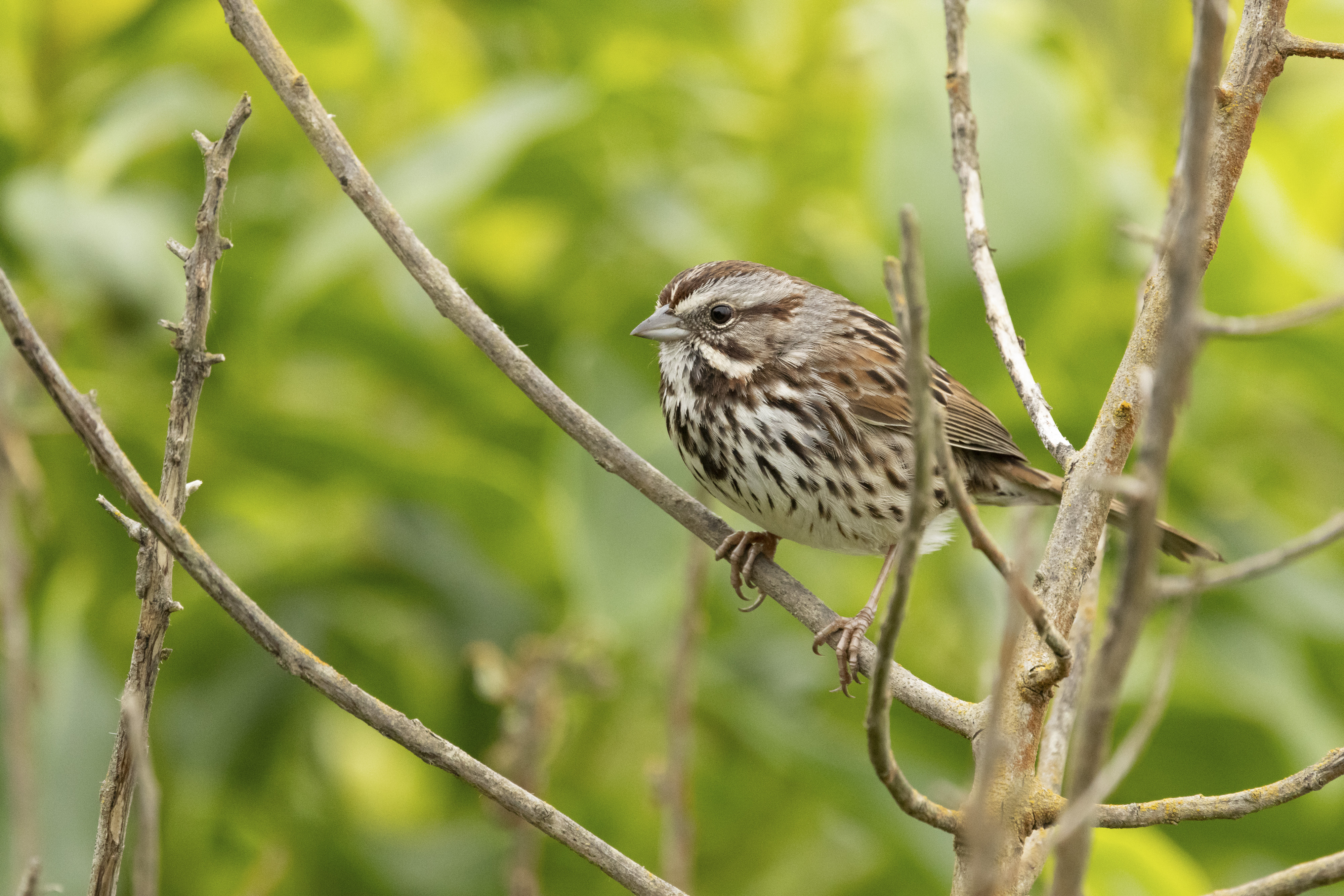 Sparrow on a branch