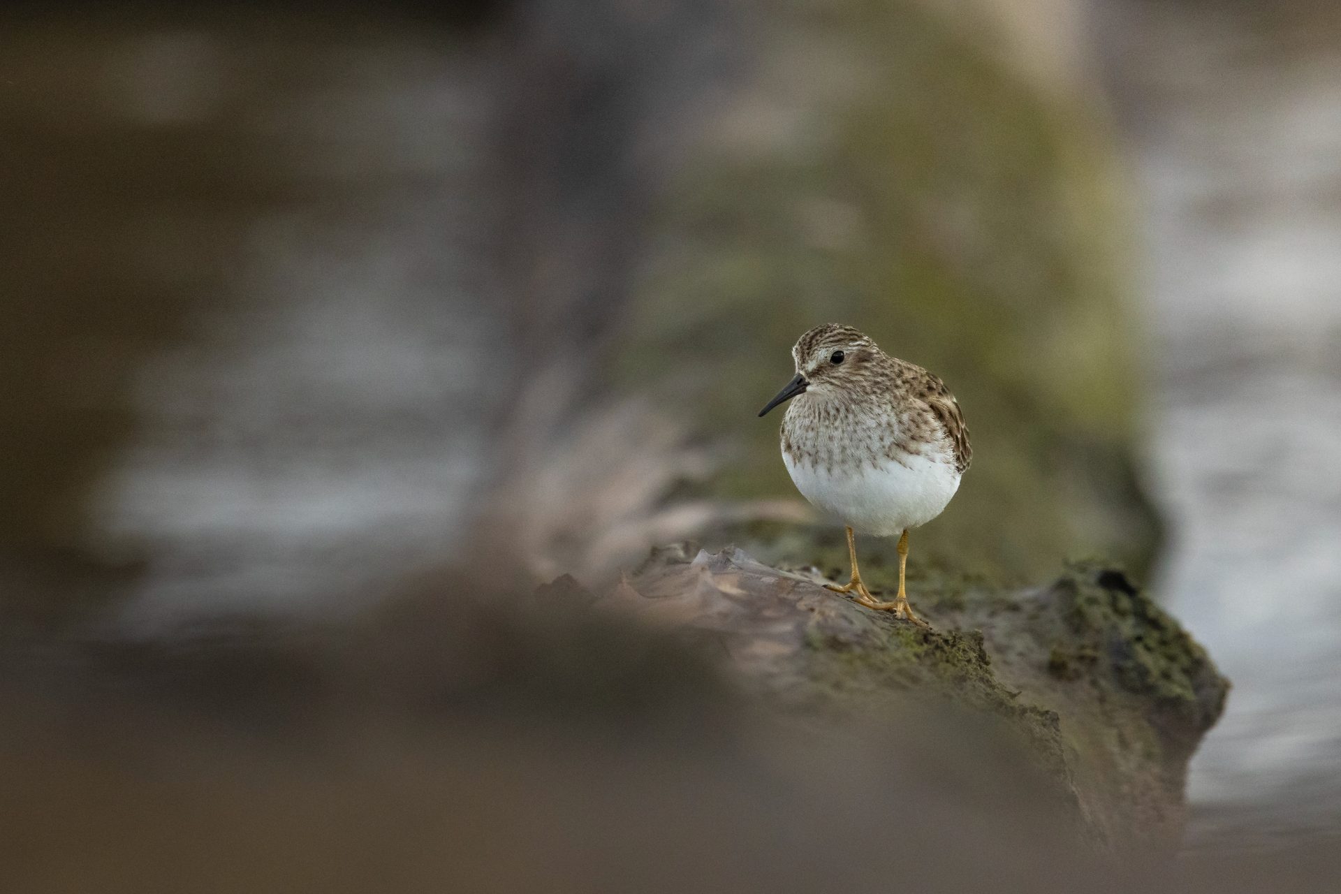 Least Sandpiper standing on a log