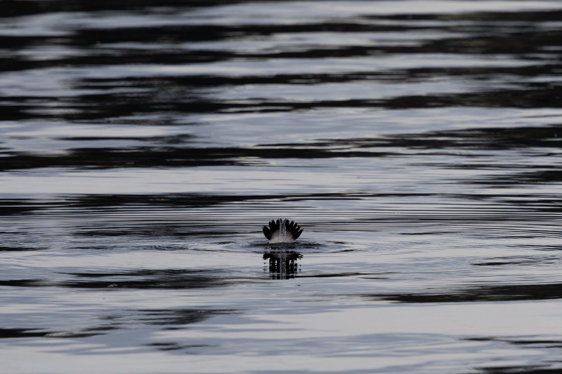 Bufflehead diving in a lake