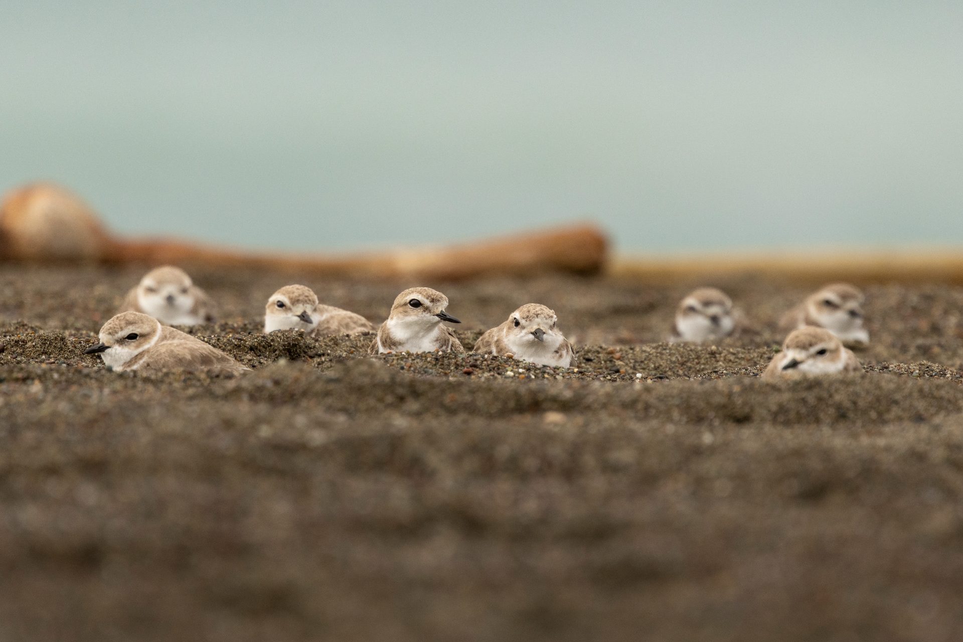Flock of Snowy Plovers hiding in sand