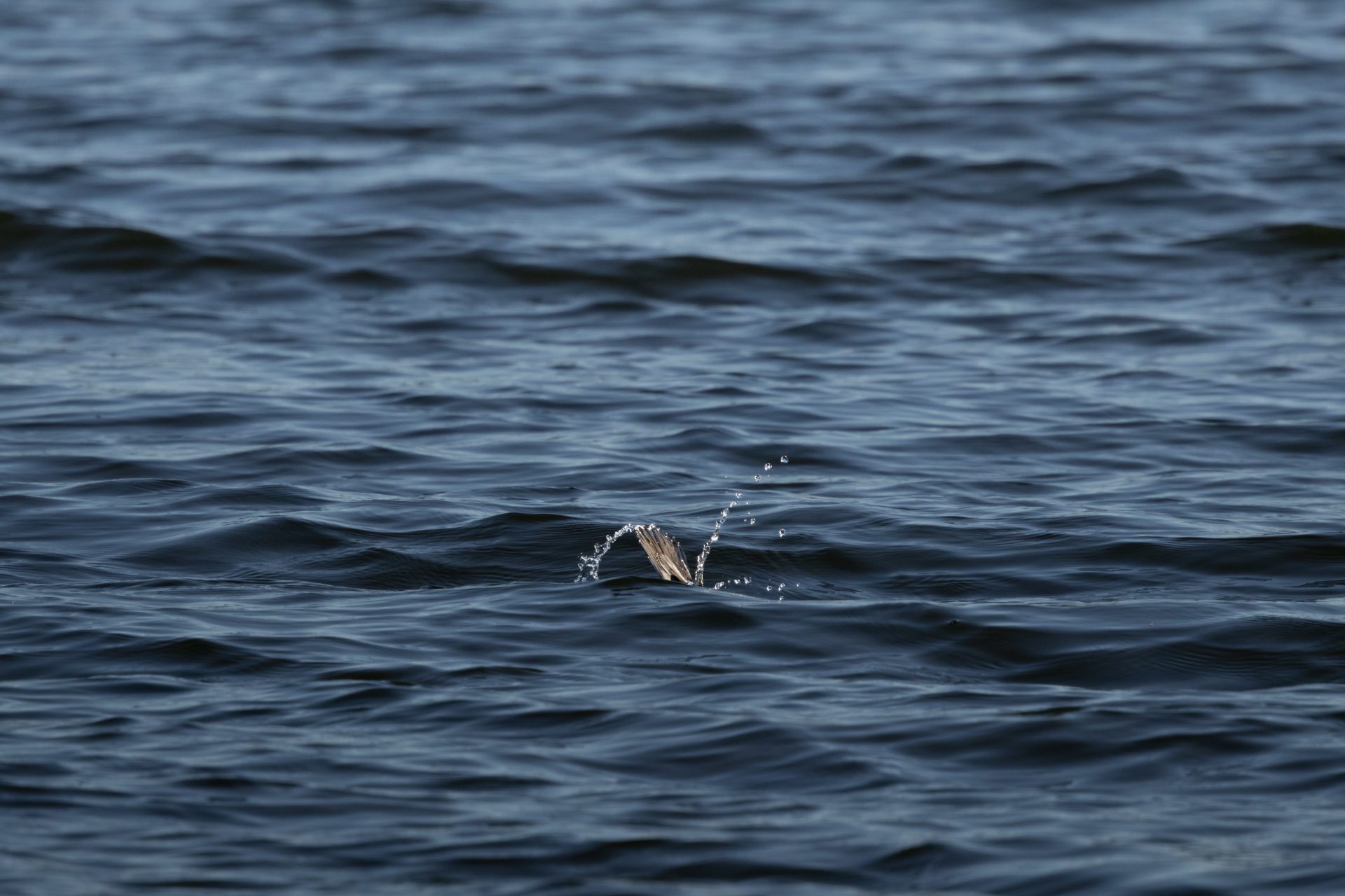 Bufflehead diving in a lake