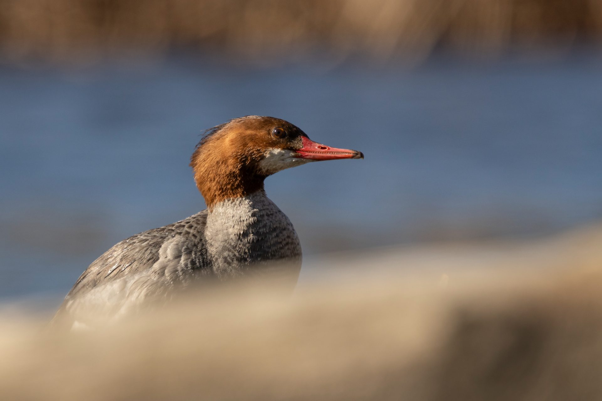 Female Common Merganser peeking over a log