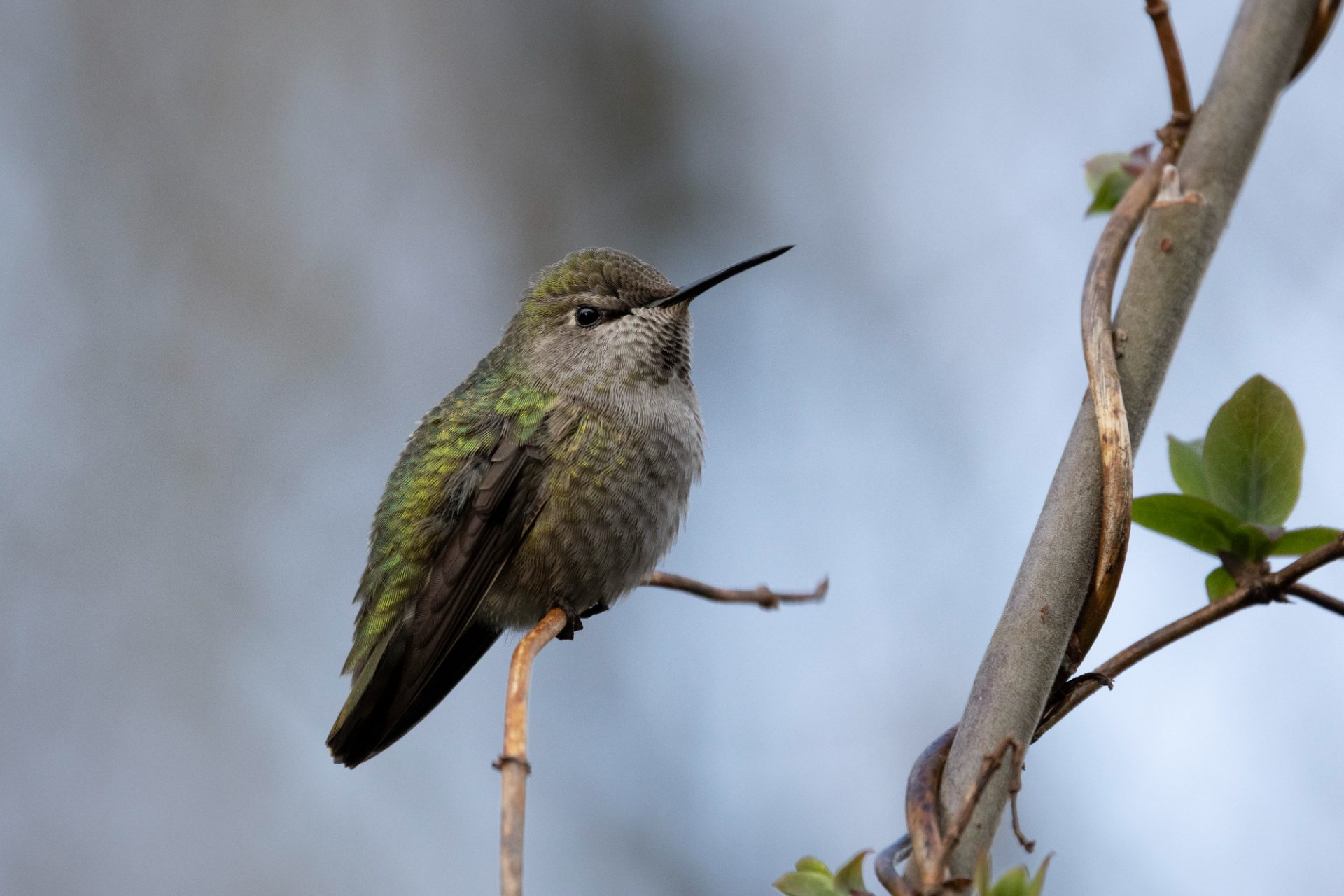 Anna's Hummingbird sitting on a branch