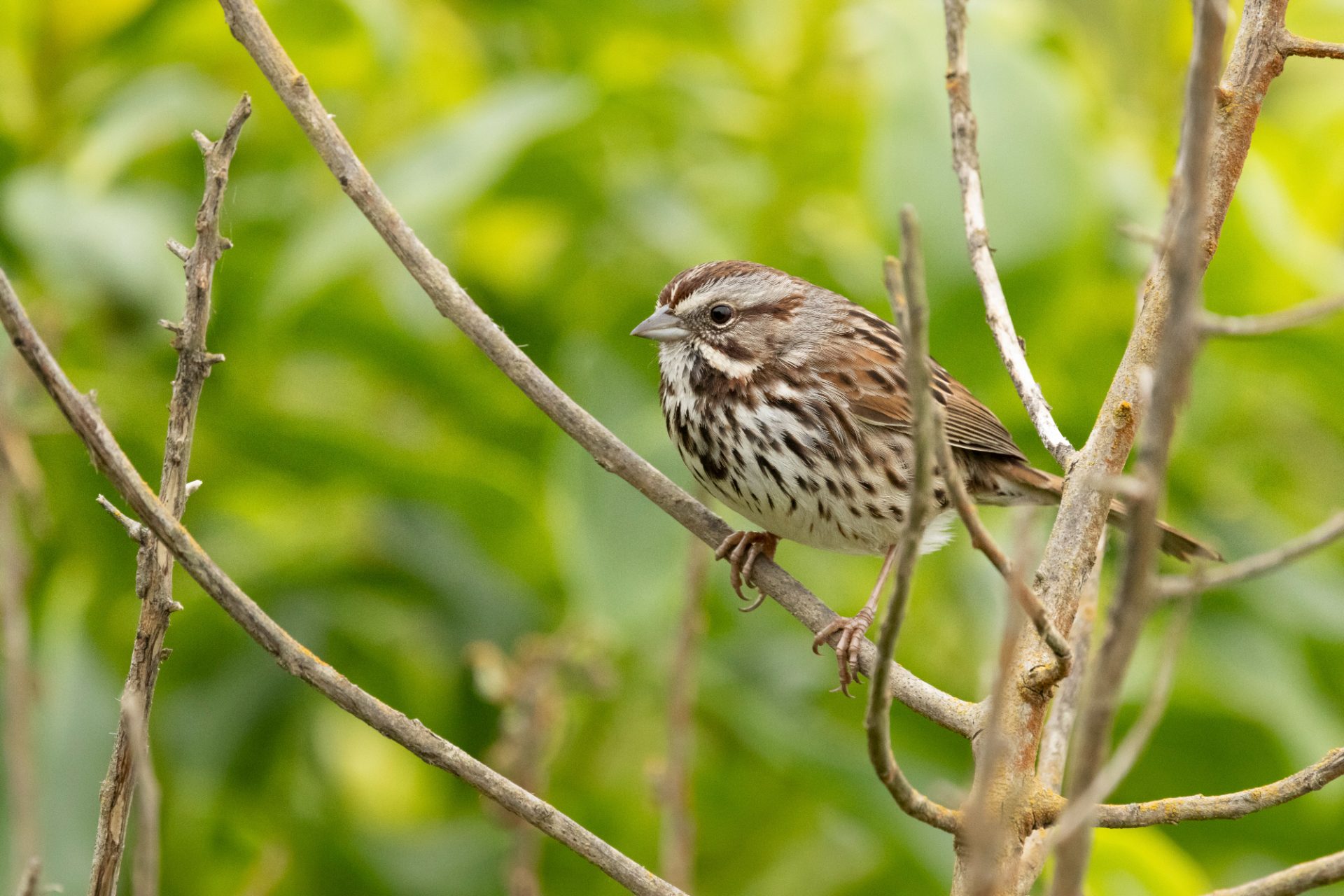 Song Sparrow sitting on a branch