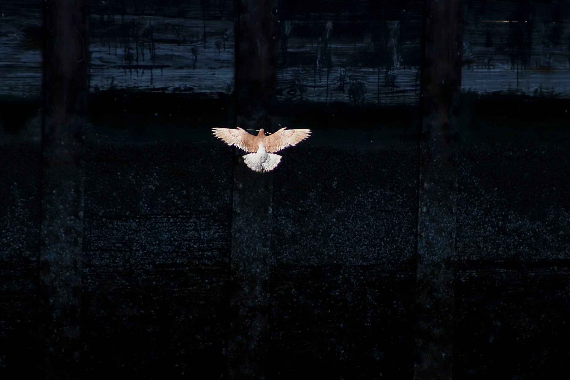 Rock Pigeon flying underneath a pier