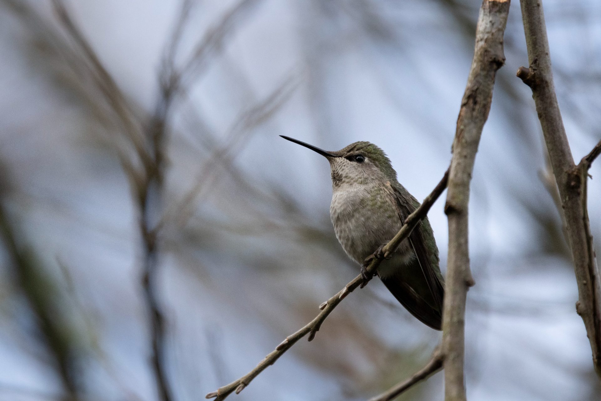 Anna's Hummingbird sitting on a branch